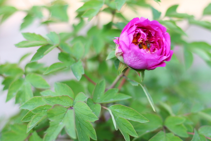 b体育_“顺啦!煞到你” 伍式12金句首款音乐贴图“经典”推出(图3) b体育