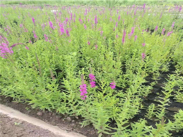 【必一】千百衙门,十万宦官,宦官政治为何成了明代政治的一大特色?(图1) 必一